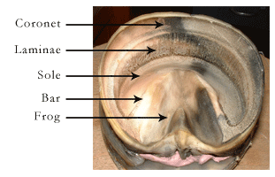 laminitis