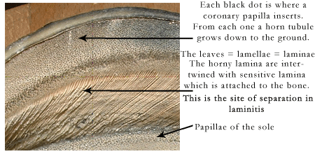 laminitis