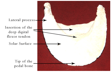 laminitis