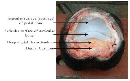 laminitis