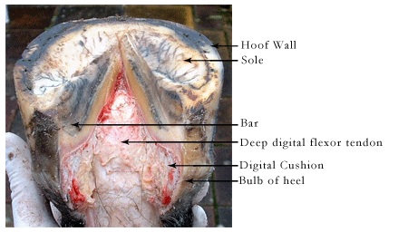 laminitis