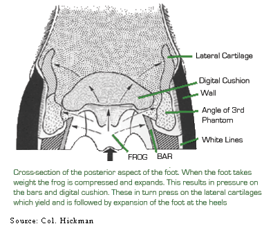 laminitis