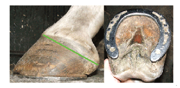 laminitis