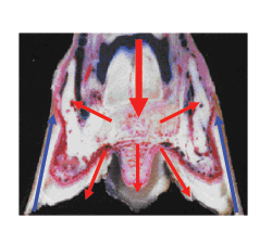 Movement laminitis