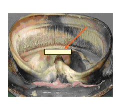 laminitis