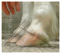 laminitis