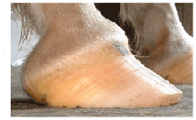 laminitis