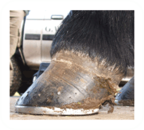 laminitis