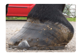 laminitis