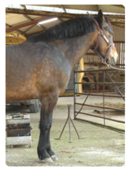 laminitis