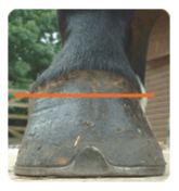 laminitis