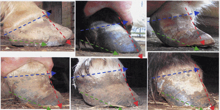 laminitis