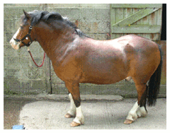 laminitis